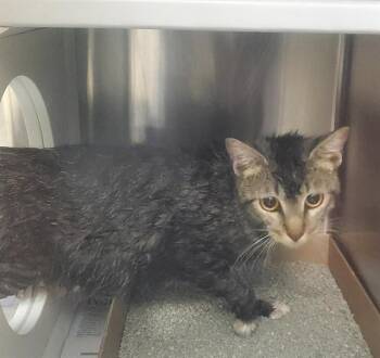JULIA -  Domestic Short Hair Cat for Adoption in St. Louis, Missouri - JULIA | PetCurious