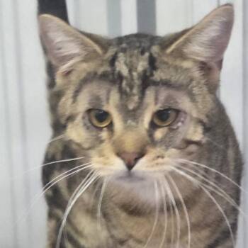 Dino -  Domestic Short Hair Cat for Adoption in Snow Hill, North Carolina - Dino | PetCurious