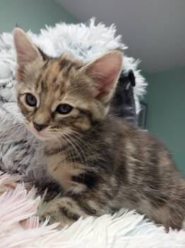 Domestic Short Hair Cats Available for Adoption in South Bend, Indiana - Kaylee * IN FOSTER * | PetCurious