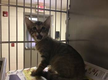 Peanut -  Tabby Cat for Adoption in Nacogdoches, Texas - Peanut | PetCurious