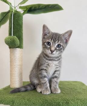 Harp & Harbor BONDED -  Domestic Short Hair Cat for Adoption in Boca Raton, Florida - Harp & Harbor BONDED | PetCurious