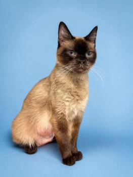 Domestic Short Hair Cats Available for Adoption in Rock Springs, Wyoming - Helen | PetCurious