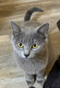 Domestic Short Hair Cats Available for Adoption in Lubbock, Texas - Hushpuppy | PetCurious