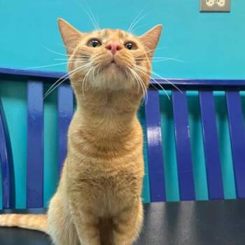 Mittens -  Domestic Short Hair Cat for Adoption in Richmond, Virginia - Mittens | PetCurious