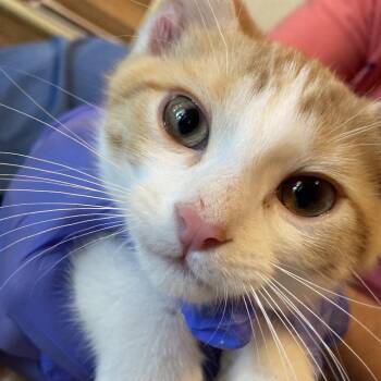 Biscoff -  Domestic Short Hair Cat for Adoption in Midland, Texas - Biscoff | PetCurious