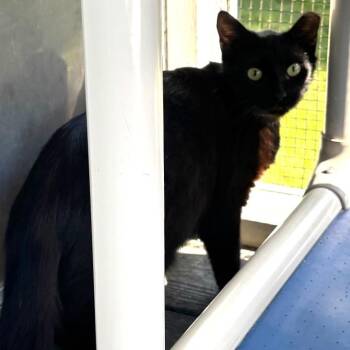 Chalupa -  Domestic Short Hair Cat for Adoption in Lakeland, Florida - Chalupa | PetCurious