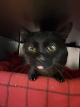 Mash -  Domestic Short Hair Cat for Adoption in Cincinnati, Ohio - Mash | PetCurious
