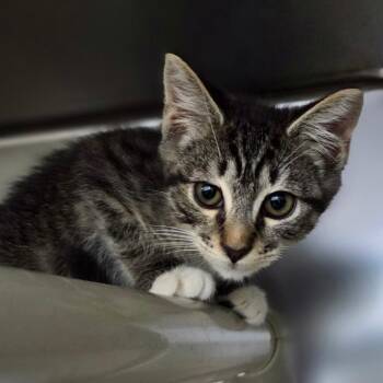 Muffin Man -  Domestic Short Hair Cat for Adoption in Windsor, Virginia - Muffin Man | PetCurious