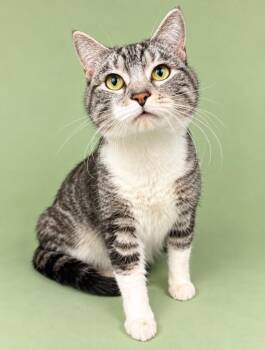 Alister -  Domestic Short Hair Cat for Adoption in Rock Springs, Wyoming - Alister | PetCurious