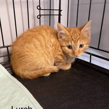 Rescue Domestic Short Hair Cats for Adoption in Wappingers Falls, New York - Lurch Addams | PetCurious