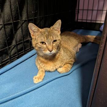 Carla -  Domestic Short Hair Cat for Adoption in Springfield, Illinois - Carla | PetCurious