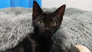 Joan -  Domestic Short Hair Cat for Adoption in Cullowhee, North Carolina - Joan | PetCurious