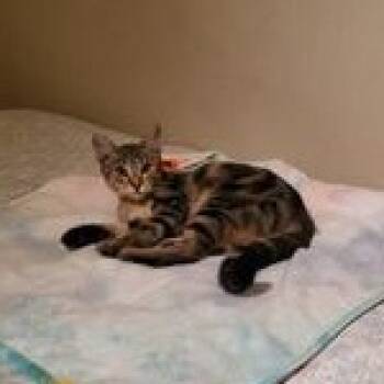 Domestic Short Hair Cats Available for Adoption in Liverpool, Texas - Twin  | PetCurious