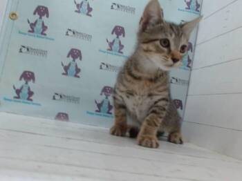 MOJAVE -  Domestic Short Hair Cat for Adoption in Orlando, Florida - MOJAVE | PetCurious