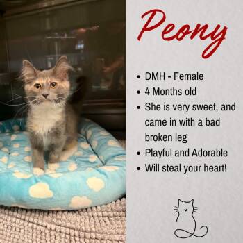 Peony -  Domestic Medium Hair Cat for Adoption in Junction City, Kansas - Peony | PetCurious