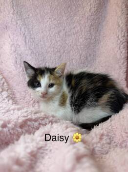 Calico Cats Available for Adoption in Copley, Ohio - Daisy | PetCurious
