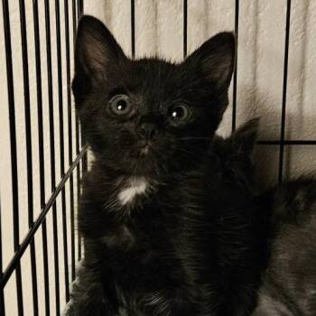 Bookmark -  Domestic Medium Hair Cat for Adoption in Jacksonville, Oregon - Bookmark | PetCurious