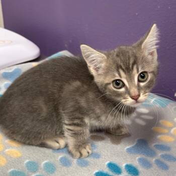 Domestic Short Hair Cats Available for Adoption in Englewood, Florida - Thor | PetCurious