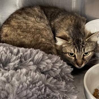 Domestic Short Hair Cats Available for Adoption in Cumming, Georgia - Apple | PetCurious