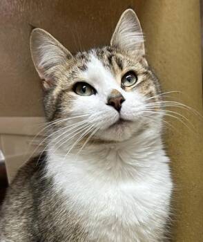 Felicity -  Tabby and Domestic Medium Hair Cat for Adoption in Vaughan, Ontario - Felicity | PetCurious