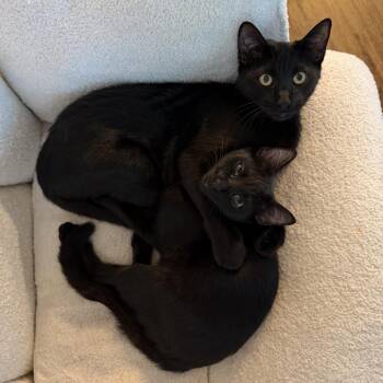 Blinky -  Domestic Short Hair Cat for Adoption in Cumming, Georgia - Blinky | PetCurious