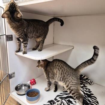 Freya -  Domestic Short Hair and Mixed Breed Cat for Adoption in Woodstock, Illinois - Freya | PetCurious