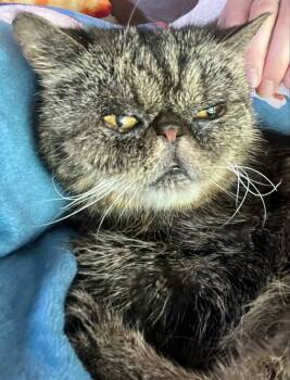 Rescue Persian Cats for Adoption in Emporia, Kansas - Tabitha | PetCurious