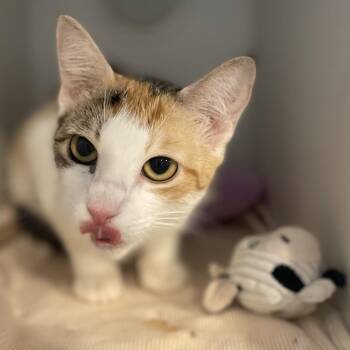 Kelly -  Domestic Short Hair Cat for Adoption in Pinellas Park, Florida - Kelly | PetCurious
