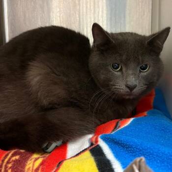 Domestic Medium Hair Cats Available for Adoption - Oscar | PetCurious