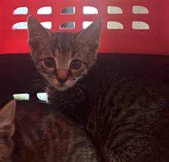 Rescue Domestic Short Hair Cats for Adoption in Fort Walton Beach, Florida - A233064 | PetCurious