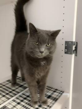 Domestic Short Hair Cats Available for Adoption - Bluebell | PetCurious