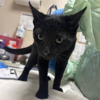 Ninja -  Domestic Short Hair Cat for Adoption in Tempe, Arizona - Ninja | PetCurious