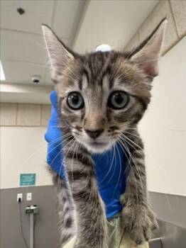 APOLLO -  Domestic Short Hair Cat for Adoption in Las Vegas, Nevada - APOLLO | PetCurious