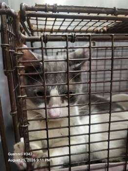 TUNA -  Domestic Short Hair Cat for Adoption in San Antonio, Texas - TUNA | PetCurious