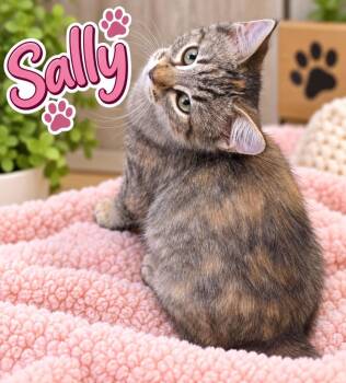 Sally -  Domestic Medium Hair Cat for Adoption in Dalton, Georgia - Sally | PetCurious