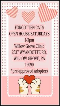 Domestic Short Hair Cats Available for Adoption in Greenville, Delaware - Willow Grove PS Adoption Event 5/09/26 | PetCurious