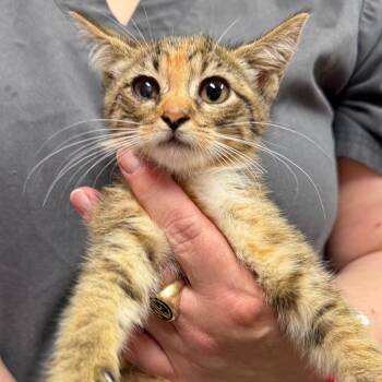 Cinder -  Domestic Short Hair Cat for Adoption in Trenton, New Jersey - Cinder | PetCurious