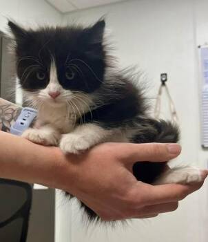 Domestic Long Hair Cats Available for Adoption in Minot, North Dakota - Slytherin | PetCurious