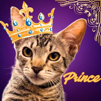 Prince -  Domestic Short Hair Cat for Adoption in Aransas Pass, Texas - Prince | PetCurious