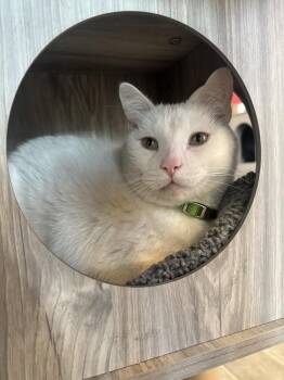 Domestic Short Hair Cats Available for Adoption in Wheaton, Illinois - Wiley | PetCurious