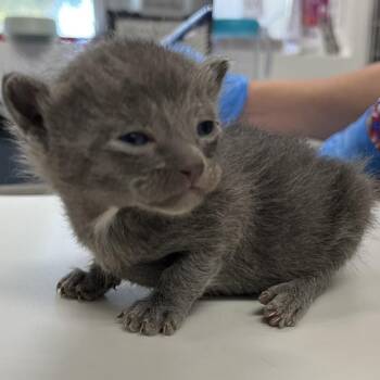 Lagerfeld 54427 -  Domestic Short Hair Cat for Adoption in Las Vegas, Nevada - Lagerfeld 54427 | PetCurious