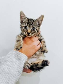 Tim Curry -  Domestic Short Hair Cat for Adoption in Brewster, New York - Tim Curry | PetCurious