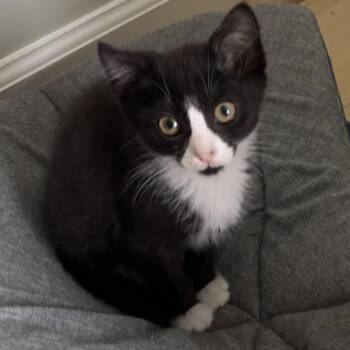 Posey -  Domestic Short Hair Cat for Adoption in Harrisonburg, Virginia - Posey | PetCurious