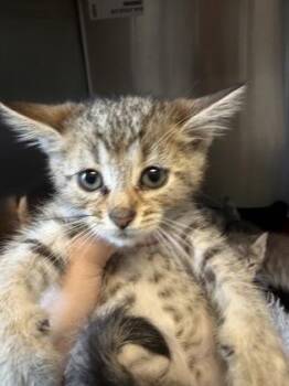 Houston (blue collar) -  Domestic Short Hair Cat for Adoption in Lafayette, Indiana - Houston (blue Collar) | PetCurious