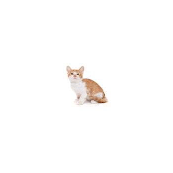 Push Pop -  Domestic Short Hair Cat Available for Adoption in Los Angeles, California - Push Pop | PetCurious