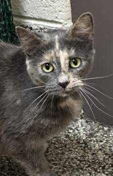 Domestic Short Hair Cats Available for Adoption in Westland, Michigan - Butterfly | PetCurious