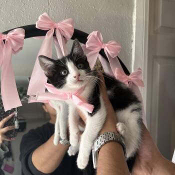 Martini -  Domestic Short Hair Cat Available for Adoption in Long Beach, California - Martini | PetCurious