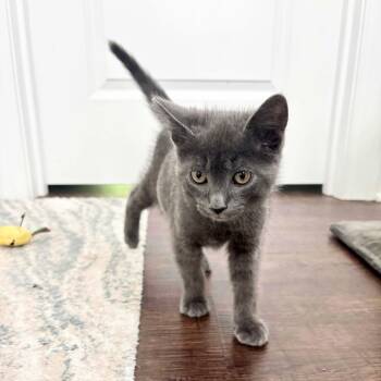 Handsome Hanley -  Russian Blue and Domestic Short Hair Cat for Adoption in Burlington, North Carolina - Handsome Hanley | PetCurious