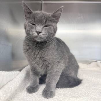 Titan -  Domestic Short Hair Cat for Adoption in Medford, Oregon - Titan | PetCurious