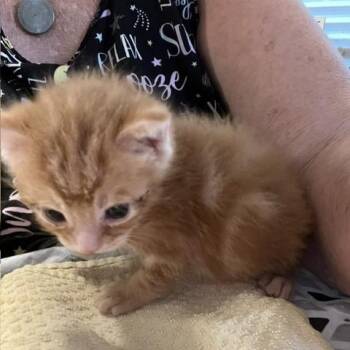 Cheeseburger -  Domestic Short Hair Cat for Adoption in Baytown, Texas - Cheeseburger | PetCurious